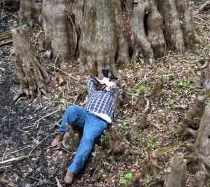 Wayne Nielsen Presents Florida Fine Art Photographs Of Nearly 3,000 Year-Old Bald Cypress Tree